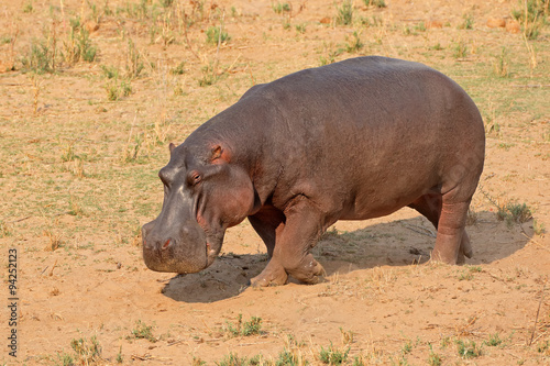 Fototapet A hippo (Hippopotamus amphibius) on land, Kruger National Park, South Africa