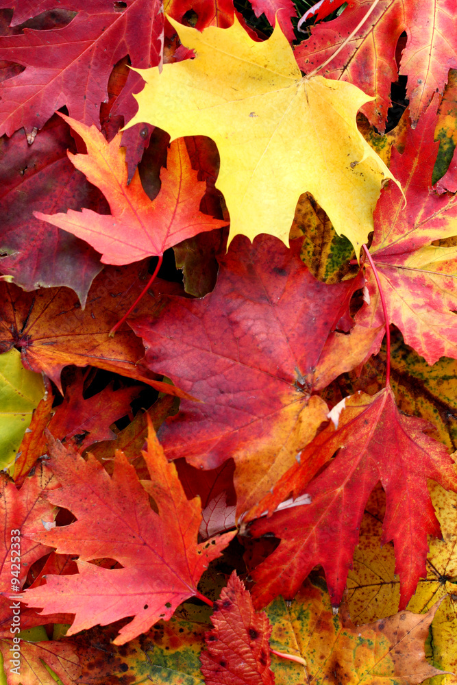 bunte Herbstblätter