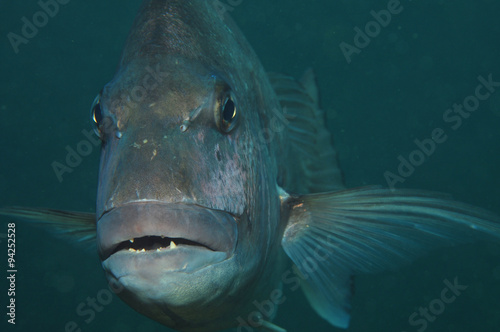 Australasian snapper Pagrus auratus in the waters around New Zealand. photo