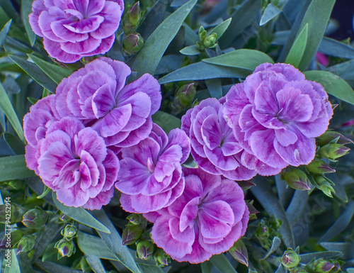 small violet carnation flower close up