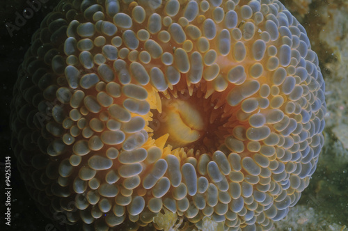 Mouth close-up of wandering anemone Phlyctenactis tuberculosa. photo