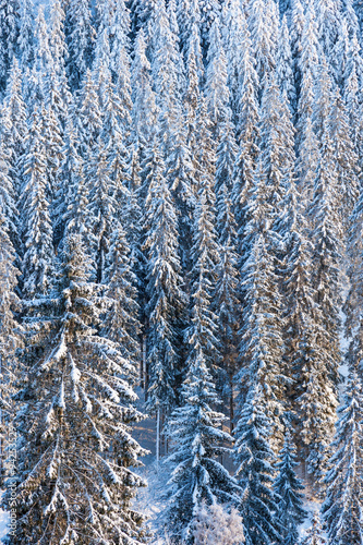 Forest with snow in the landscape
