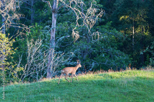Roe Deer buck going in the meadow hillside © Lars Johansson