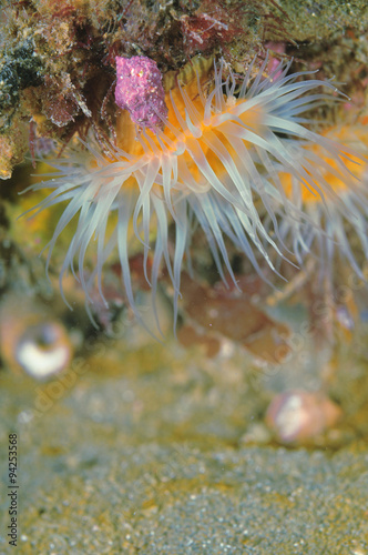 White-tentacled anemones Anthothoe albocincta. photo