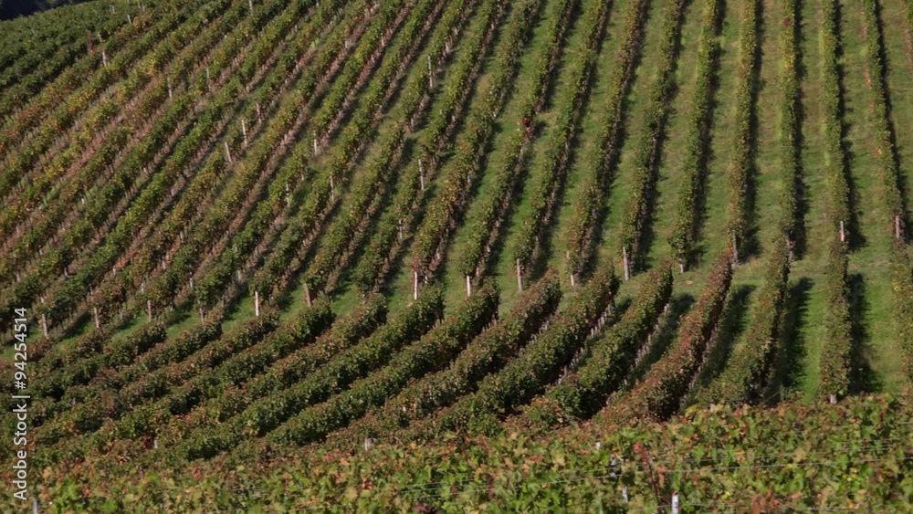 Vineyard hills on the banks of the Garonne Vineyard hills on the banks of the Garonne