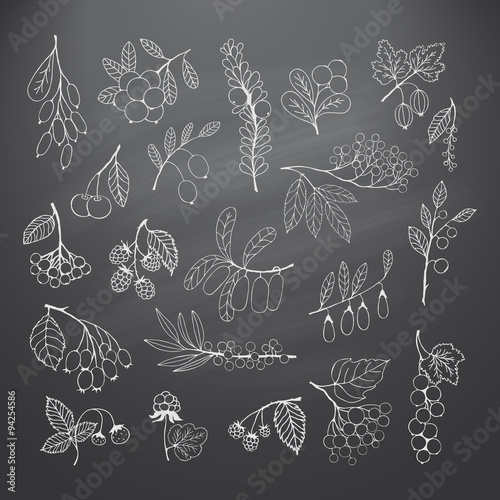 Set of garden and wild hand-drawn chalk berries