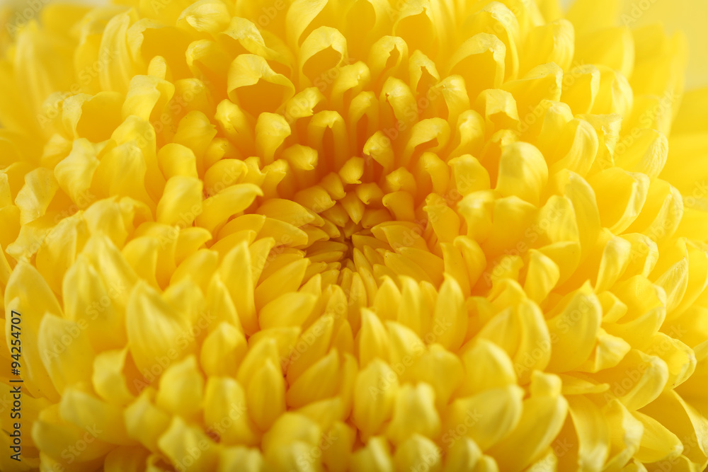 Tender yellow chrysanthemum, macro Tender yellow chrysanthemum, macro