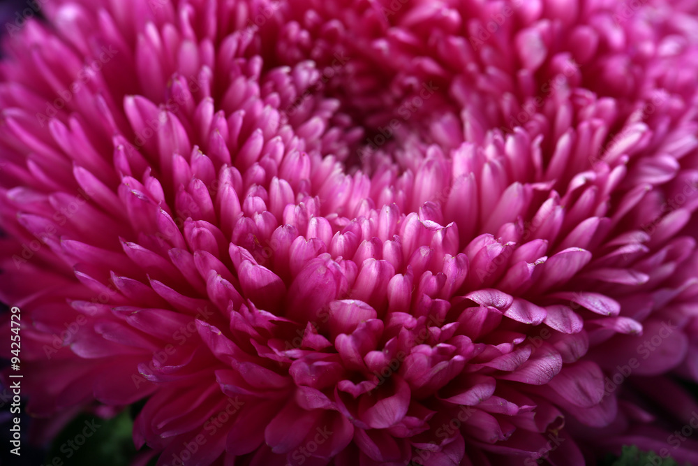Purple blossom chrysanthemum Purple blossom chrysanthemum