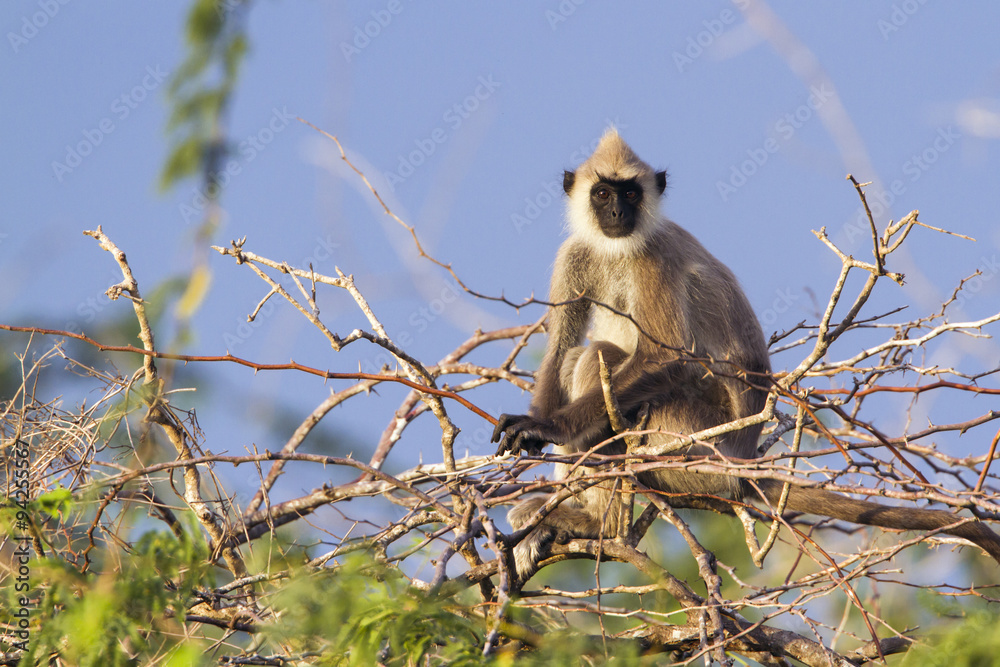 Fototapeta premium Tufted gray langur in Bundala national park, Sri Lanka