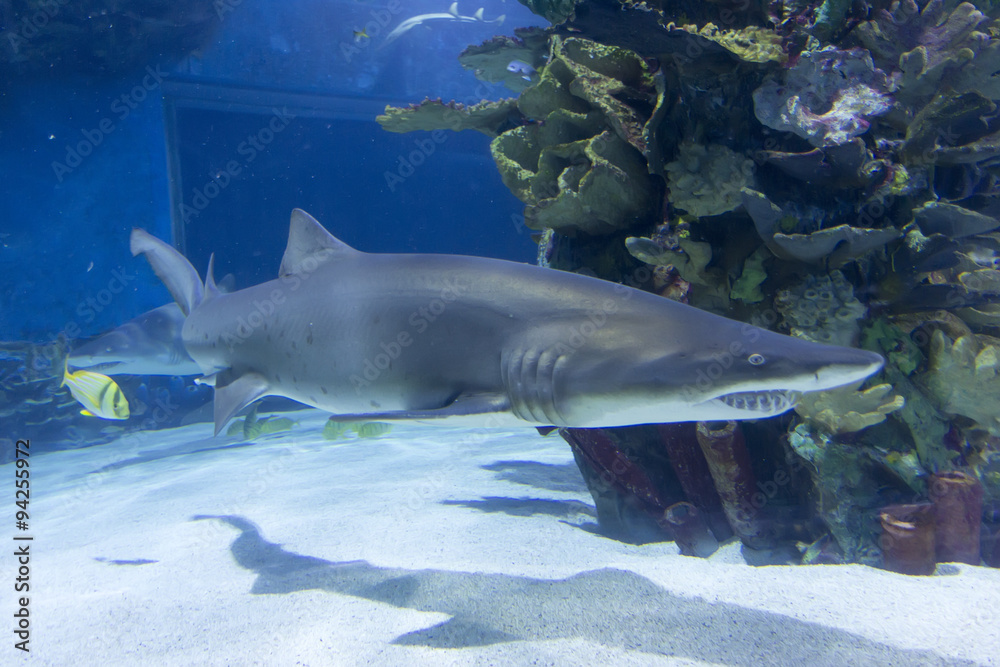 Fototapeta premium Shark