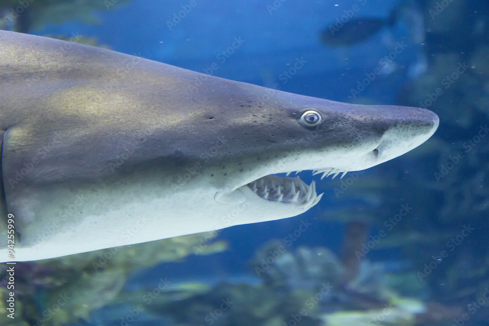 Naklejka premium Shark