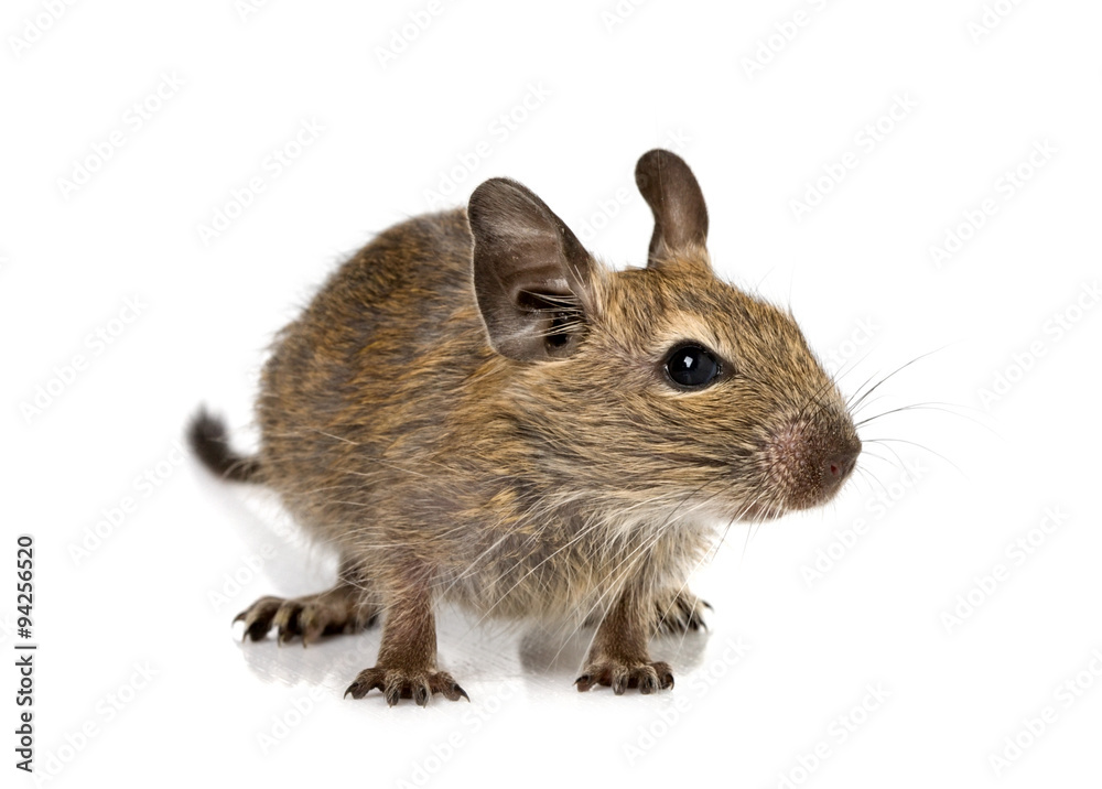 cute small baby rodent degu pet