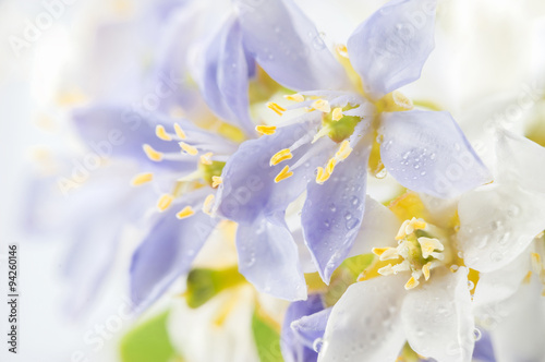 Fototapeta Naklejka Na Ścianę i Meble -  Purple Lignum vitae flowers in South East Asia.