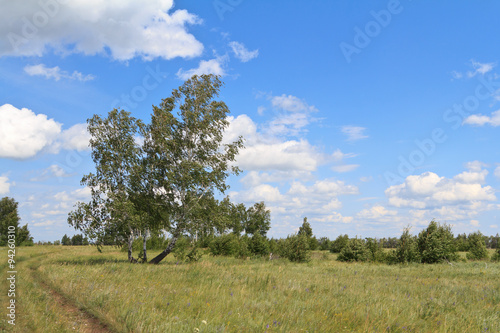  birches standing in the field inclined by a wind