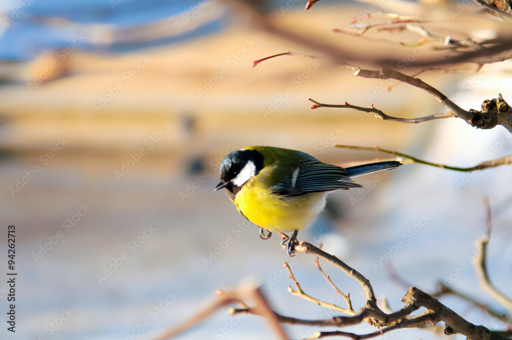 Obraz premium Tit, Titmouse in winter, titmouse bird sitting on a branch in winter forest, yellow breast the Tits, animals in winter, migratory birds, snow outdoors, wildlife, the cold, fairy-tale forest.