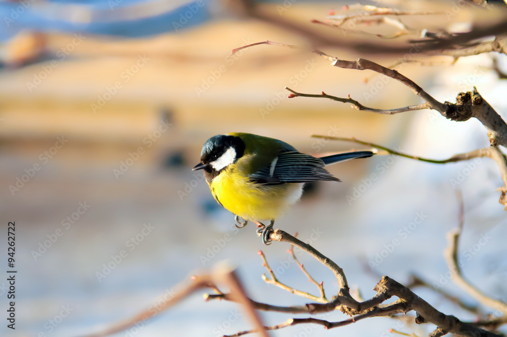 Fototapeta premium Tit, Titmouse in winter, titmouse bird sitting on a branch in winter forest, yellow breast the Tits, animals in winter, migratory birds, snow outdoors, the wildlife and cold, fairy-tale forest.
