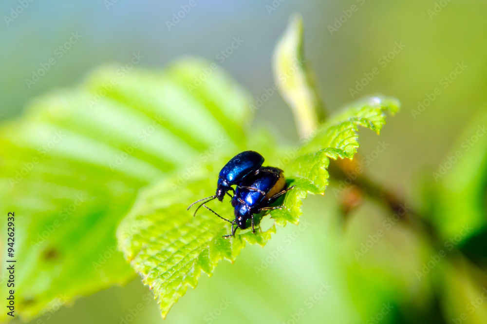 Reproduction in insects. Sex of beetles, mating insects on green leaves, insects, family, and love animals. Reproduction in insects. Sex of beetles, mating insects on green leaves, insects, family, and love animals.