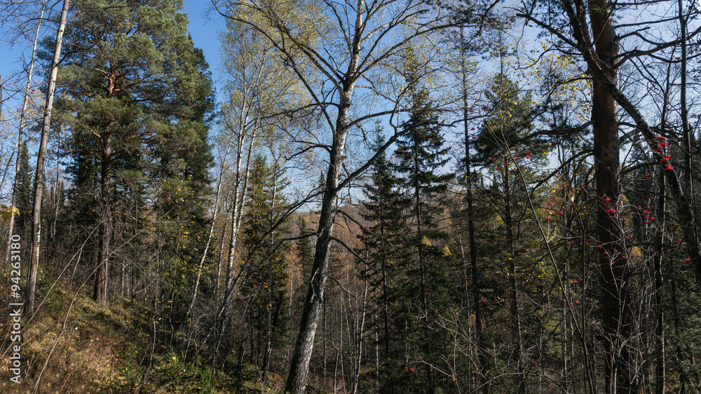 Autumn forest Autumn forest