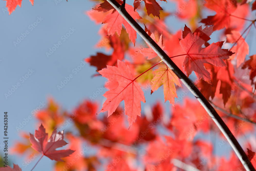 Bright vibrant color maple tree (acer) leaves in fall Bright vibrant color maple tree (acer) leaves in fall