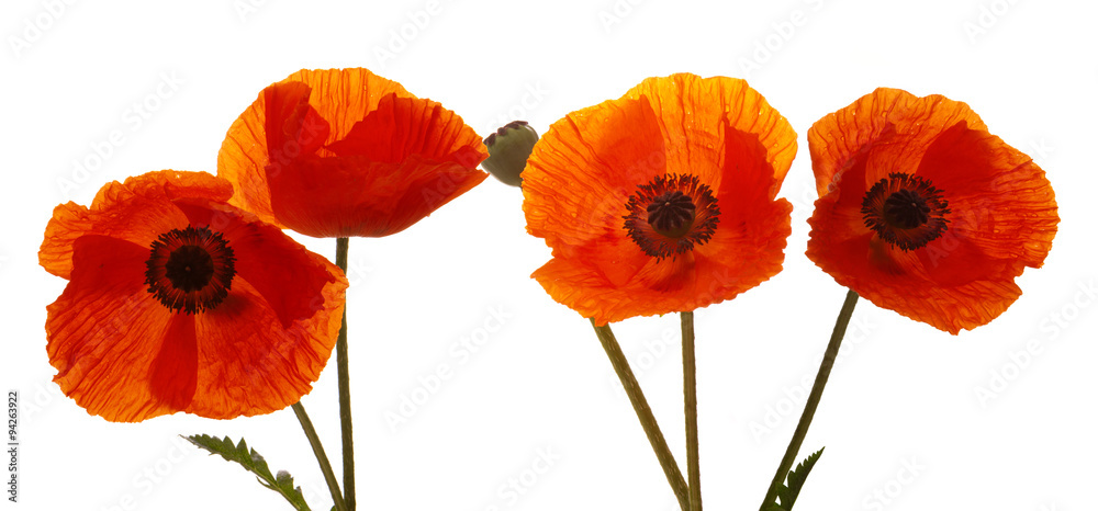 Obraz premium Four Poppies flowers isolated .