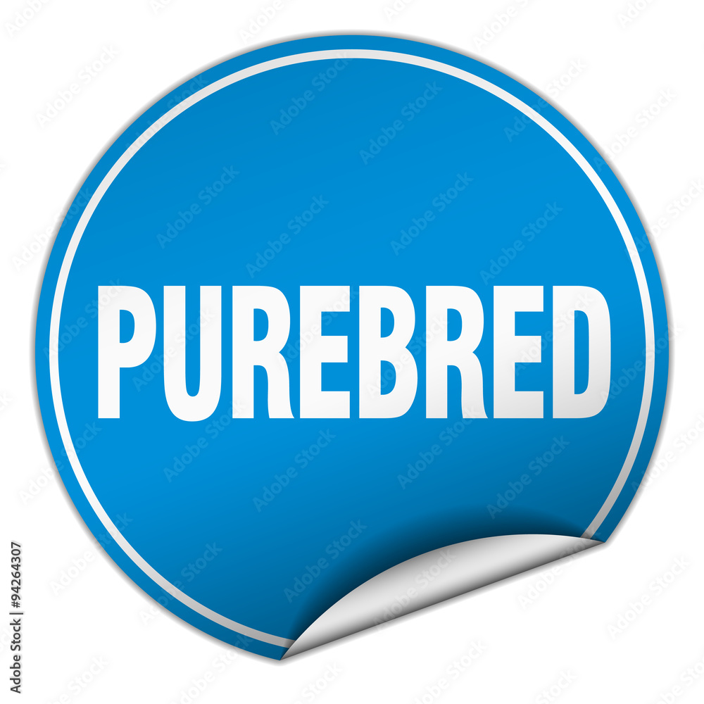 purebred round blue sticker isolated on white purebred round blue sticker isolated on white