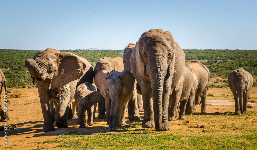 Fototapeta premium Elefanti, famiglia - Addo Elephants Park - Sudafrica
