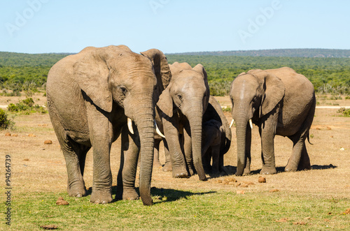 Elefanti, famiglia - Addo Elephants Park - Sudafrica