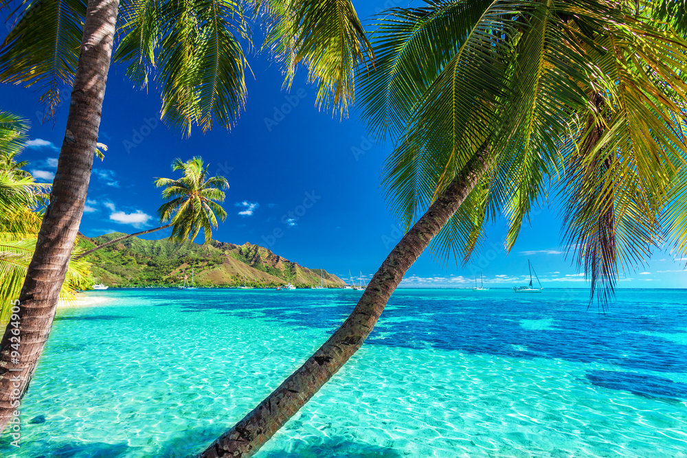 Palm trees on a tropical beach with a blue sea on Moorea, Tahiti - obrazy, fototapety, plakaty 
