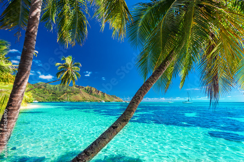 Palm trees on a tropical beach with a blue sea on Moorea, Tahiti