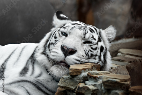 sliping white tiger
