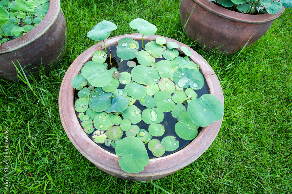 Lotus earthen pot