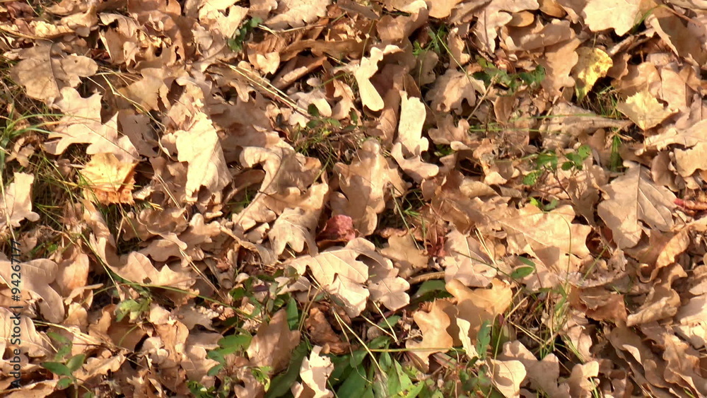 The video shows autumn landscape. The video shows autumn landscape.