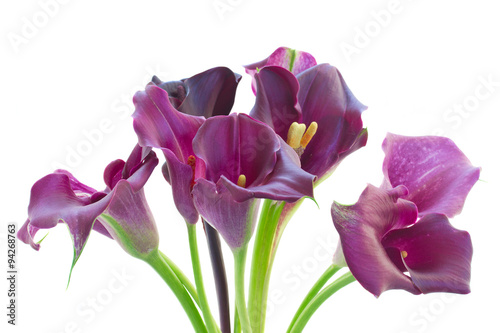 Calla lilly flowers