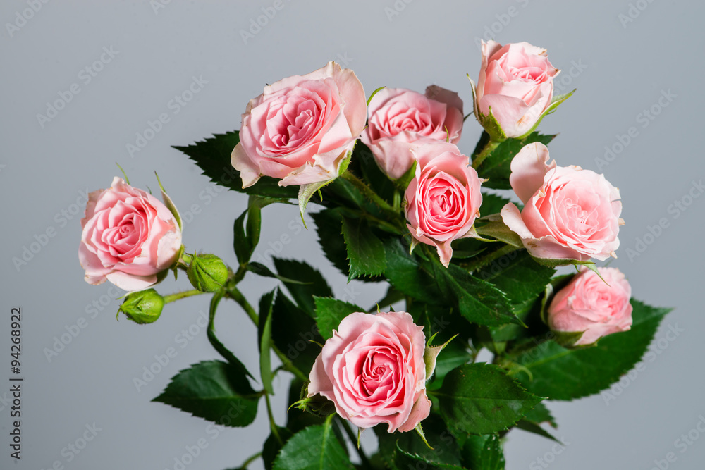 Obraz premium Closeup beautiful fresh natural pink roses in blossom and flower
