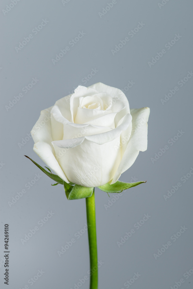Fototapeta premium Closeup beautiful white rose on a gray background