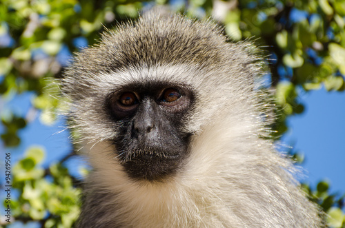 Scimmie allattamento, Addo Elephants Park - Sudafrica