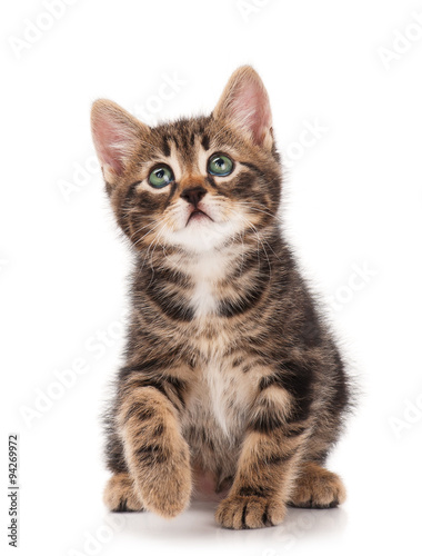 Fototapeta Naklejka Na Ścianę i Meble -  Cute kitten