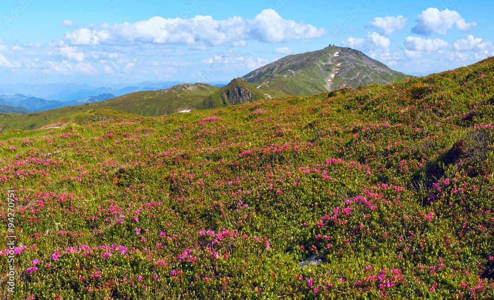 Mountain rhododendron blossoming Mountain rhododendron blossoming