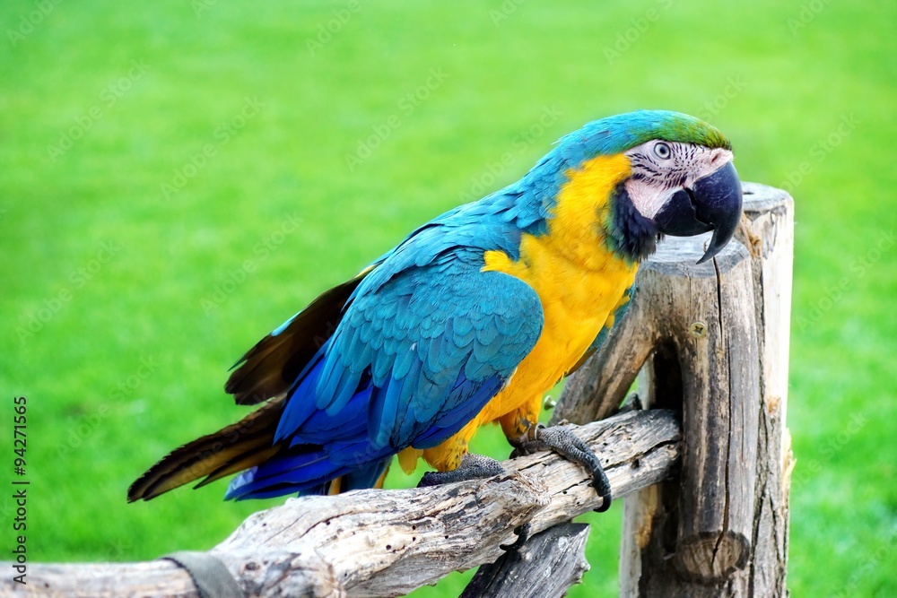 Blue And Yellow Macaw Or  Ara Ararauna  Parrot