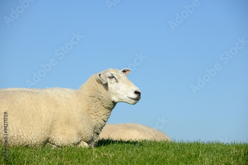 Schaf liegt auf der Wiese