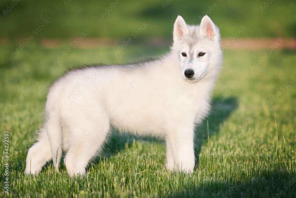 One Little cute puppy of Siberian husky One Little cute puppy of Siberian husky
