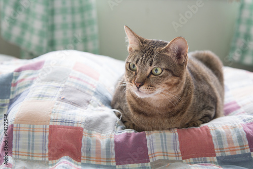 Cat, resting cat on a sofa in colorful blur background, young playful cat on a bed