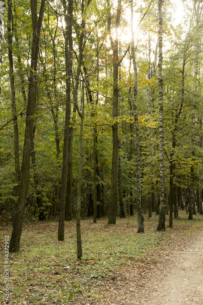 Obraz premium Jesienne lasy