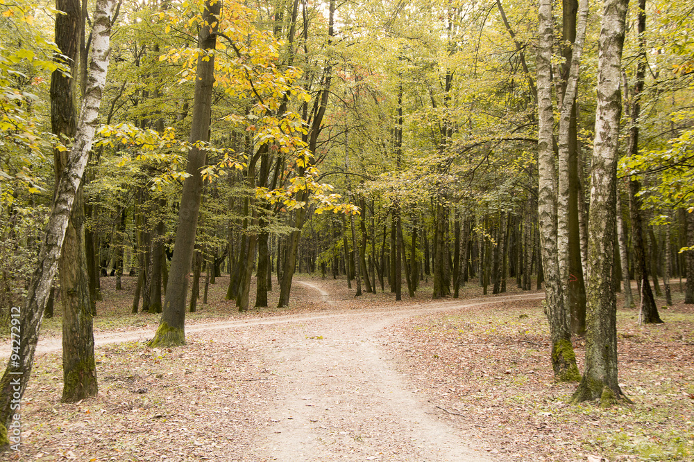 Naklejka premium Jesienne lasy