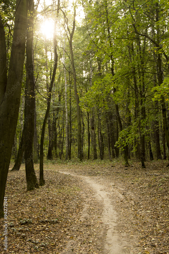 Fototapeta premium Jesienne lasy