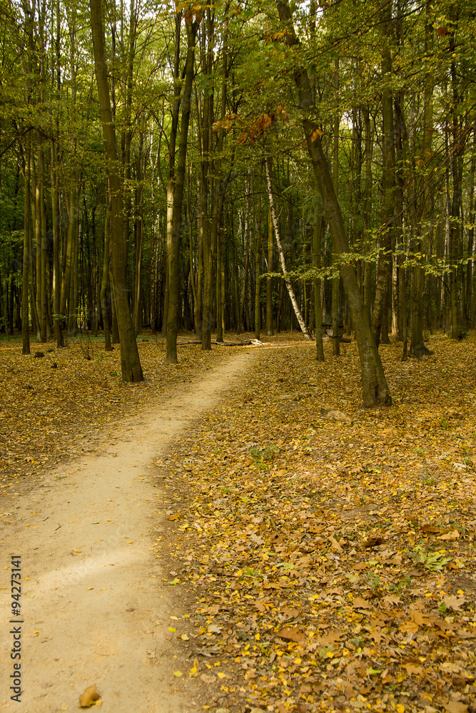 Obraz premium Jesienne lasy