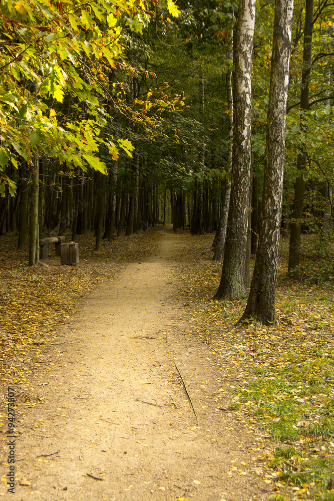 Fototapeta premium Jesienne lasy