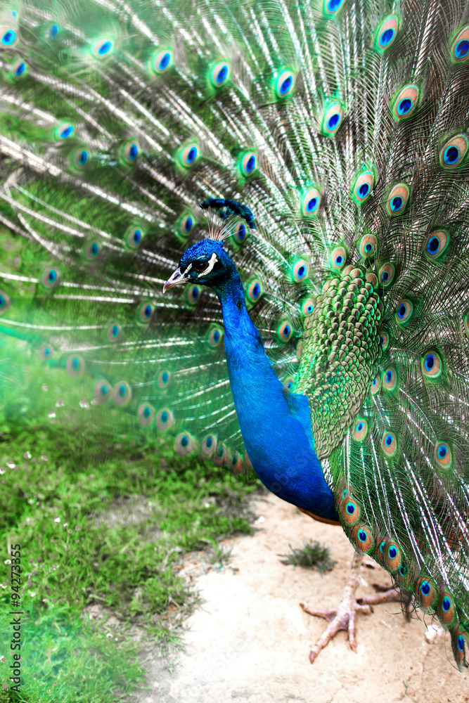 Fototapeta premium Peacock