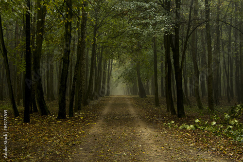 Jesienny las © Zbyszek Nowak