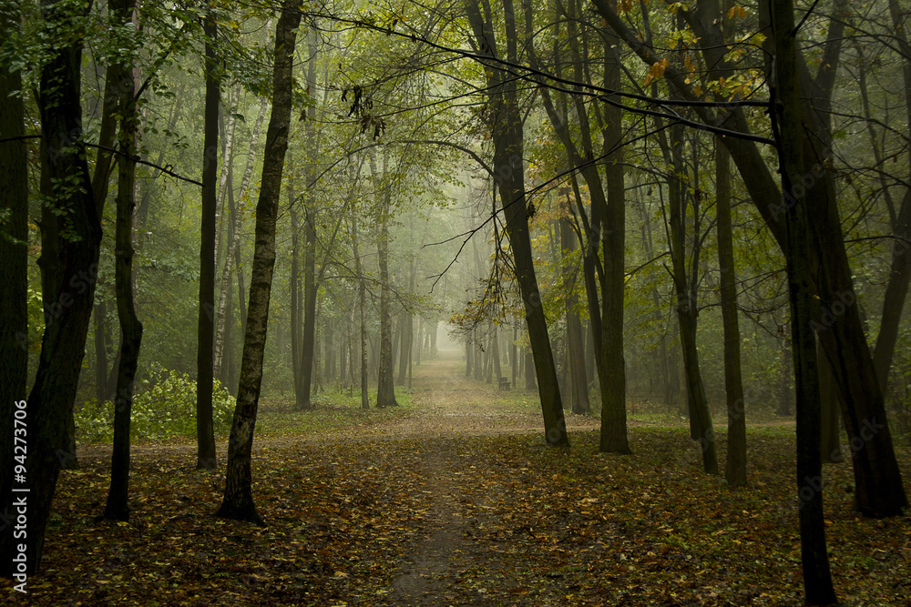 Obraz premium Jesienny las